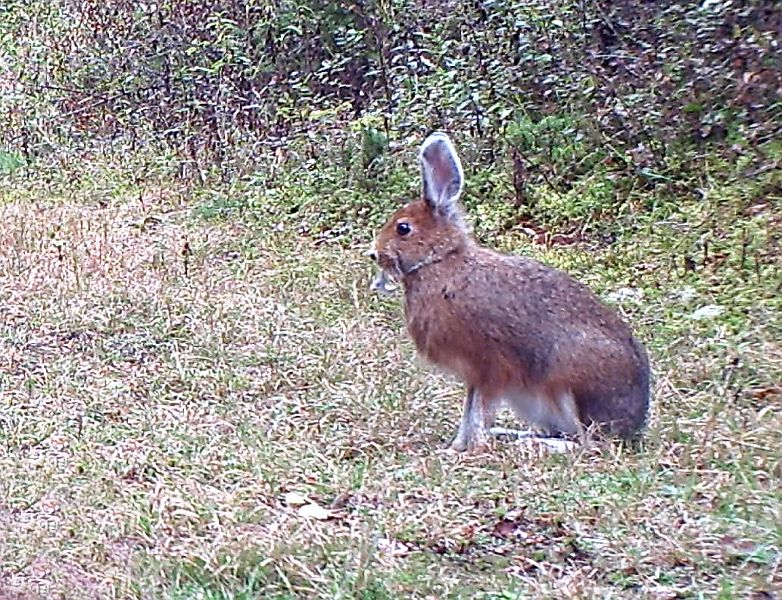 SnowshoeHare_100411_1748hrs.jpg - Snowshoe Hare (Lepus americanus)